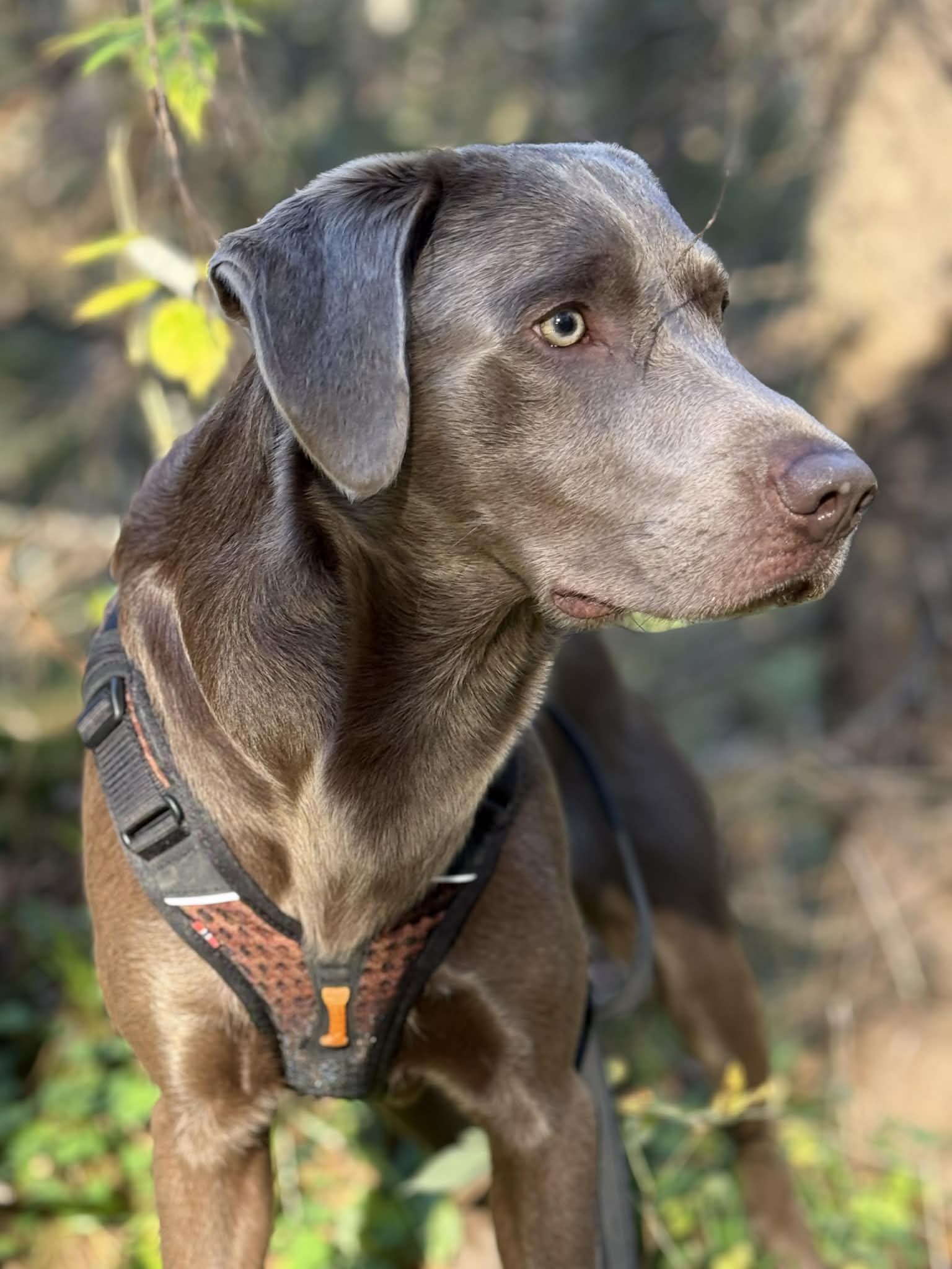 Labrador med sele — korsbandsoperation hund kostnad och rehab