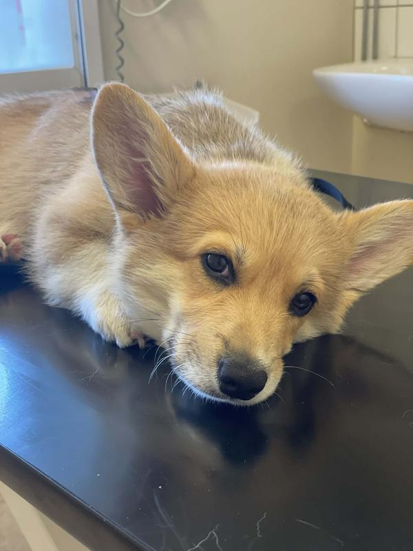 Hund på veterinärundersökningsbord — när lönar sig hundförsäkring
