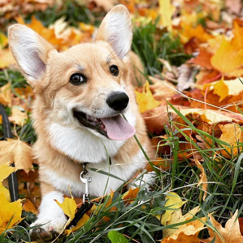 Hund med koppel i höstlöven — vad kostar en hund per år