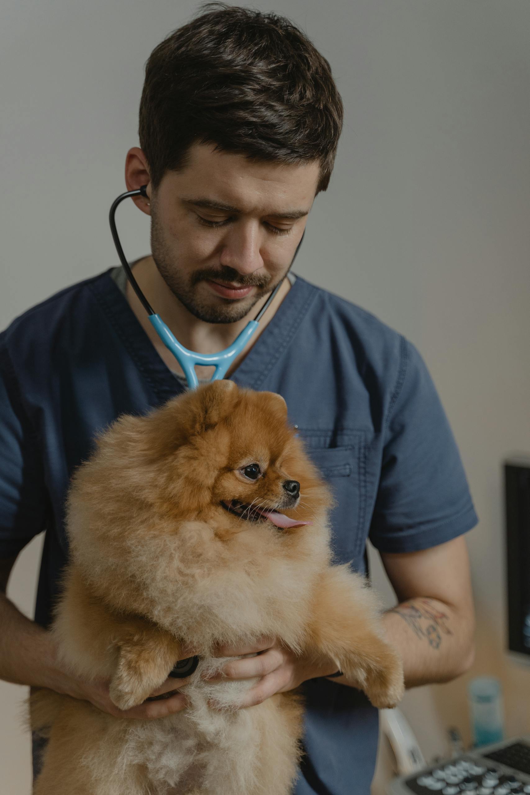utan hundforsakring vad hander veterinar 2026