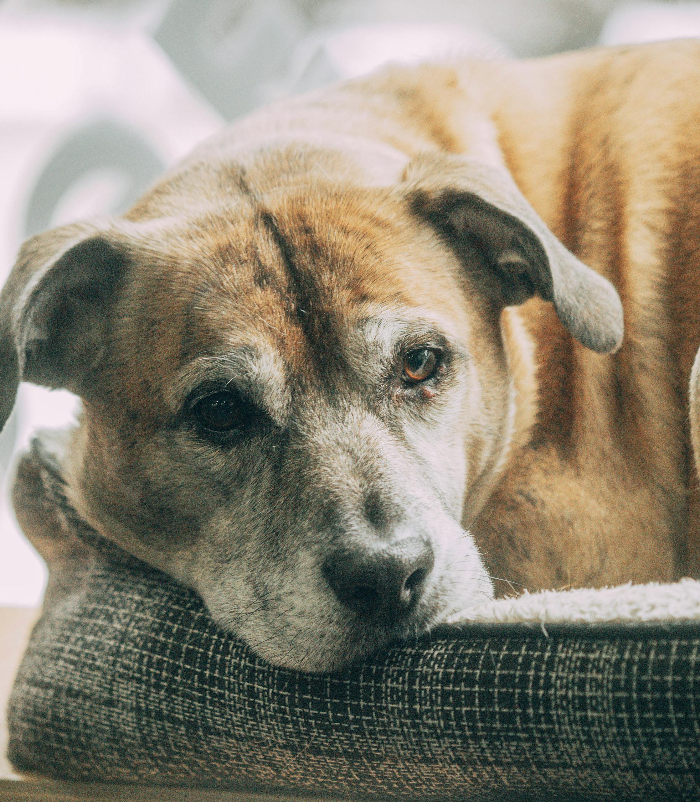 livmoderinflammation hund kostnad pyometra veterinar guide 2026