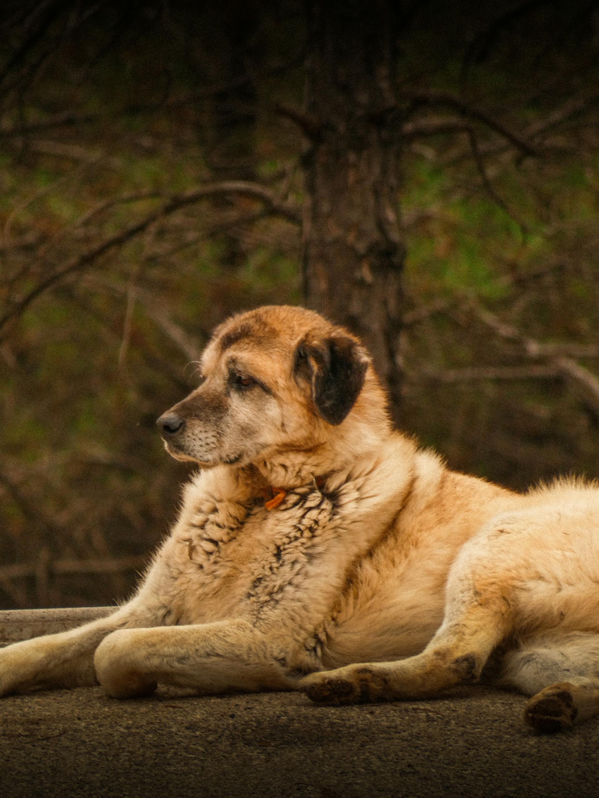 armbagsledsdysplasi hund kostnad veterinar guide 2026
