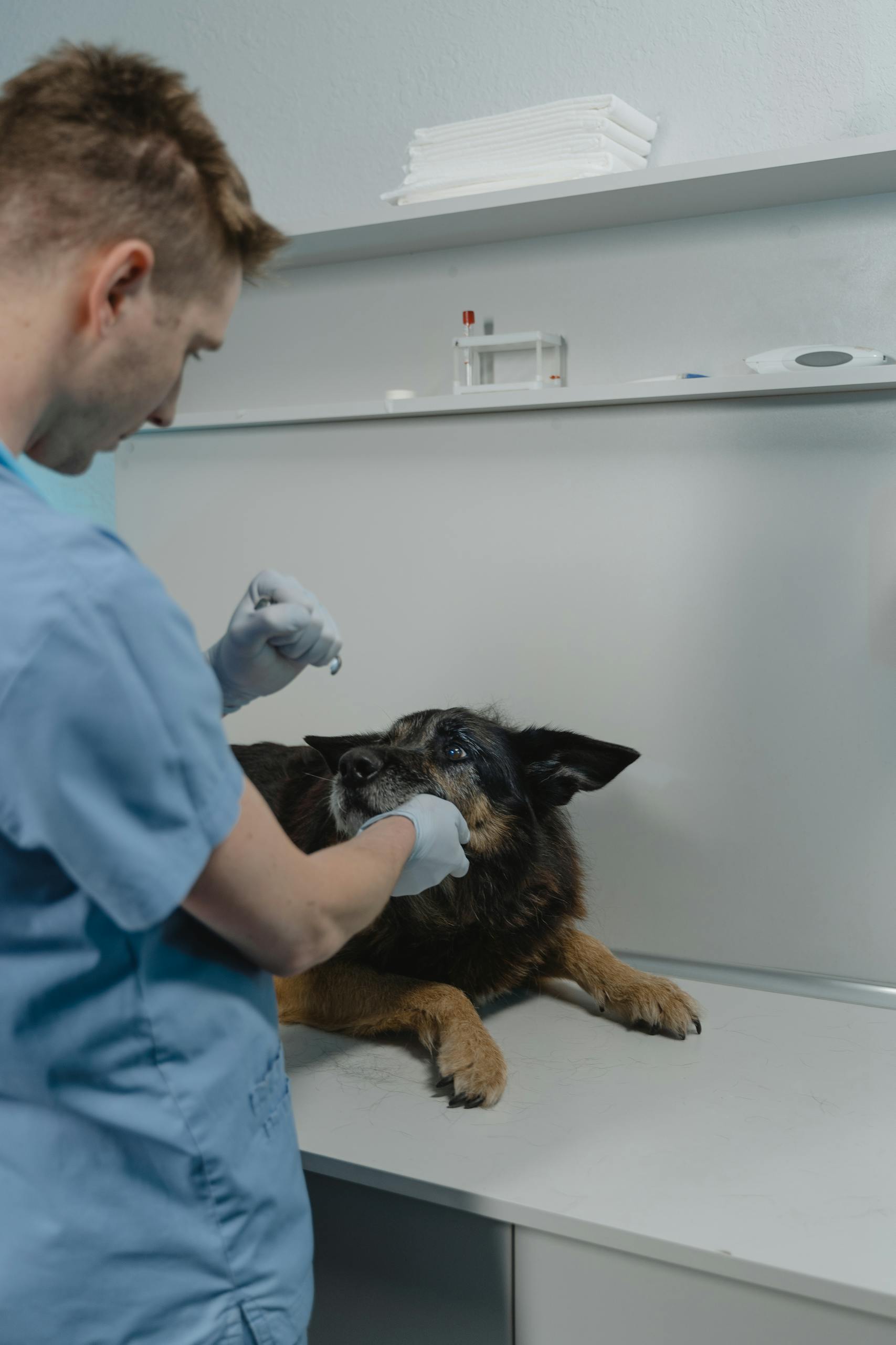 utan hundforsakring vad hander veterinar 2026