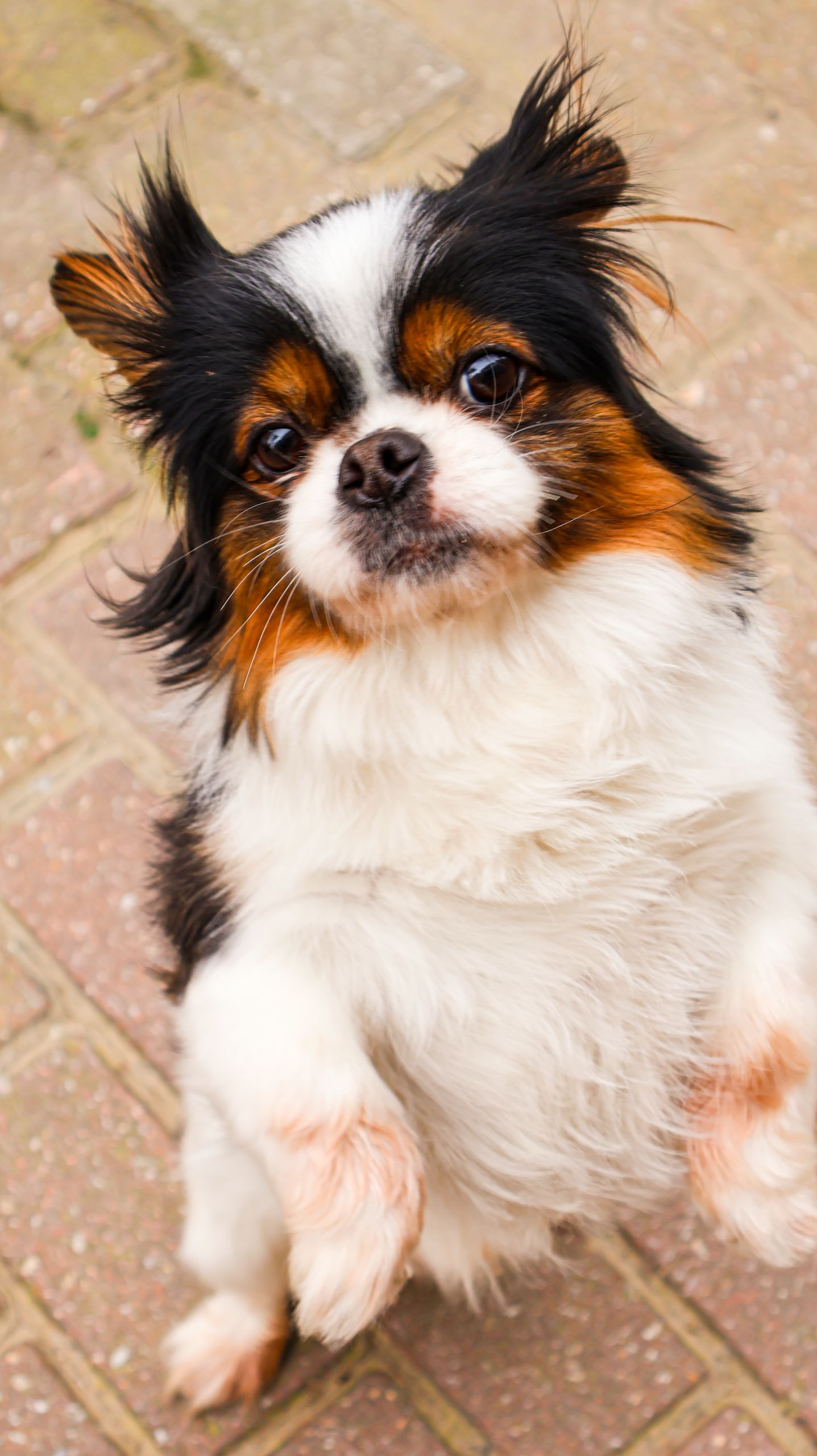 patellaluxation hund kostnad veterinar guide 2026