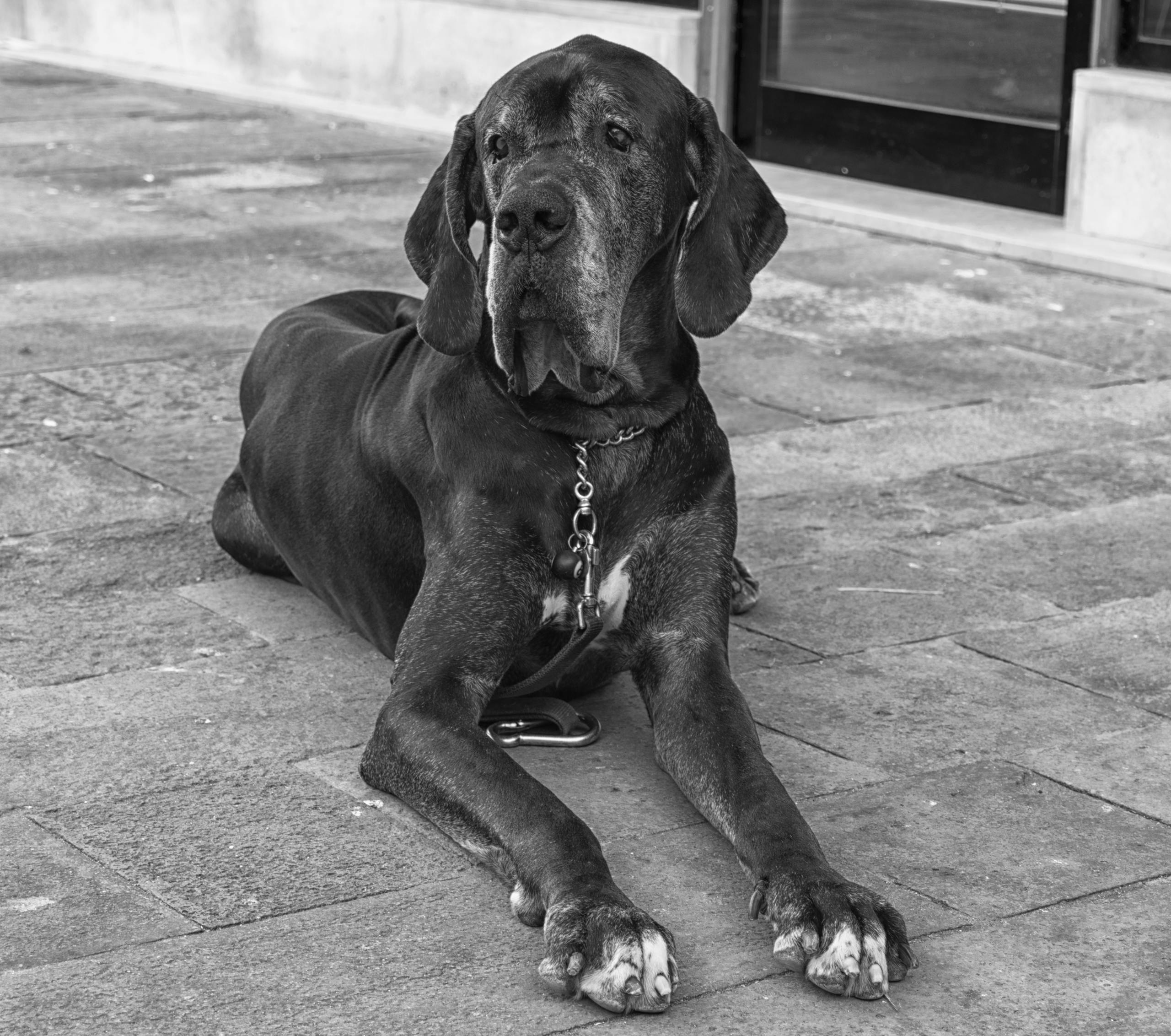 symptom korsbandsskada hund — hund som haltar på bakben