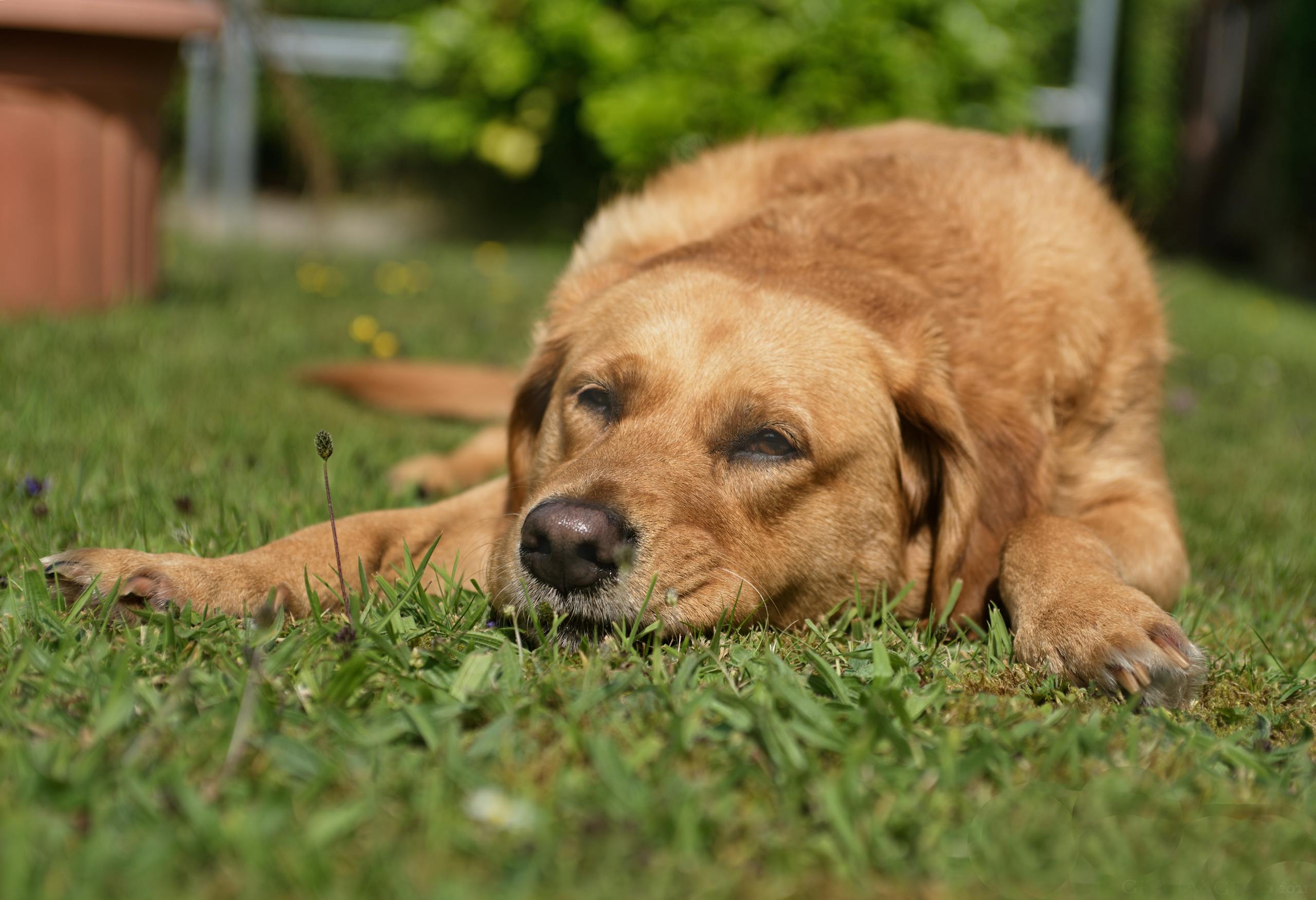 höftledsdysplasi hund kostnad — ung hund som vilar på golvet