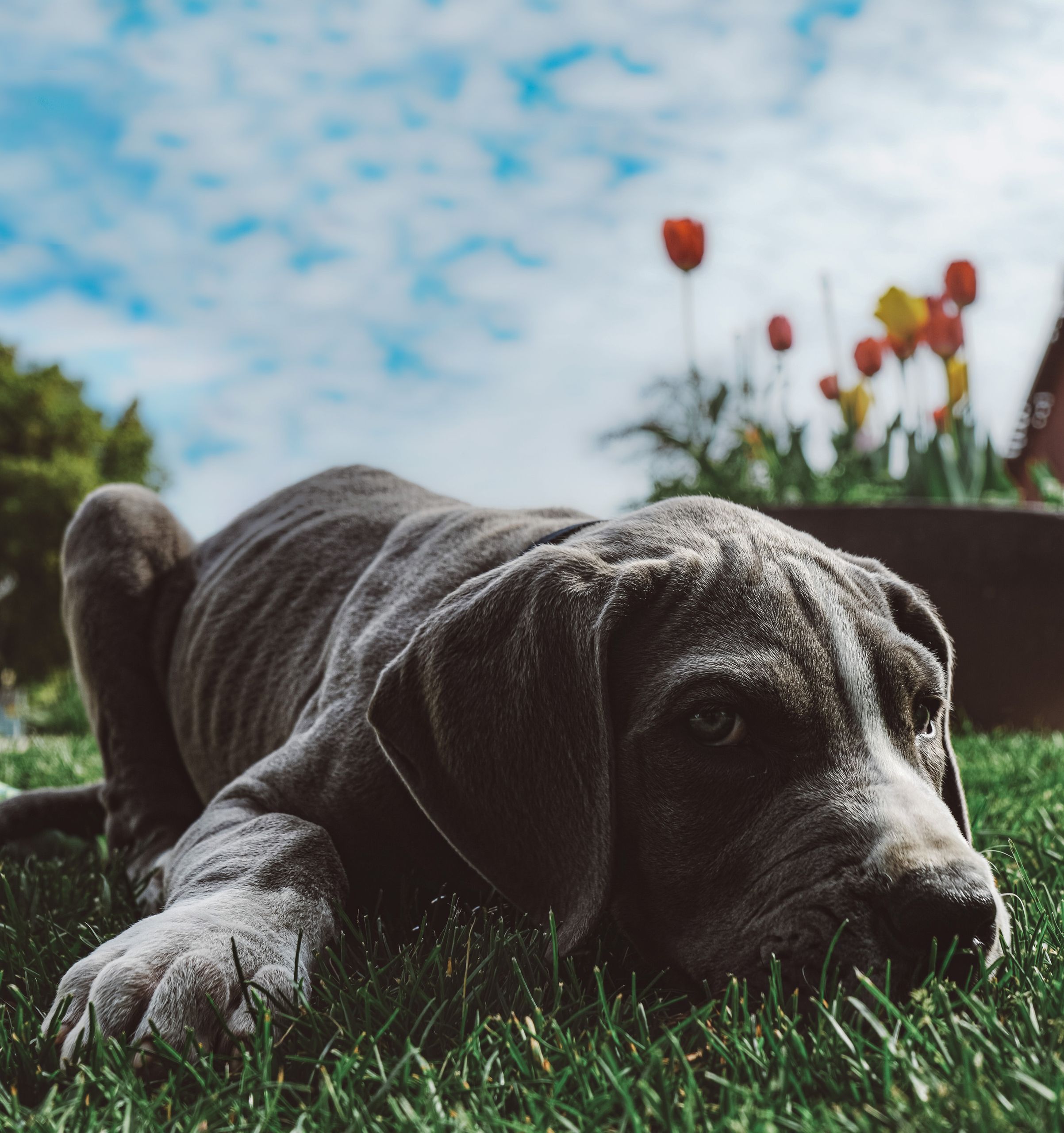 magomvridning hund kostnad akutbehandling veterinar guide 2026