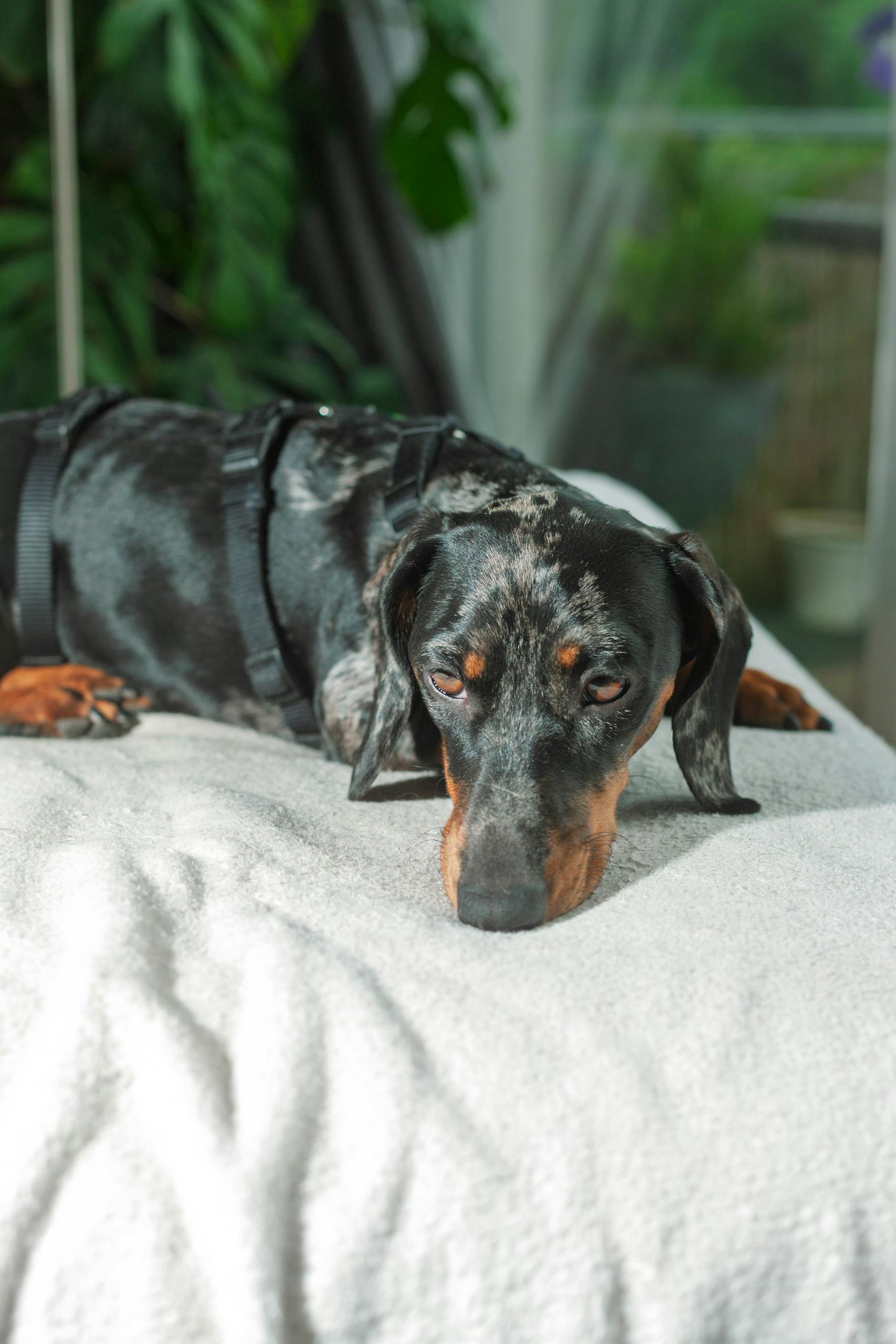 Hund med diskbrack undersoks av veterinar — guide om symptom, behandling och kostnad 2026